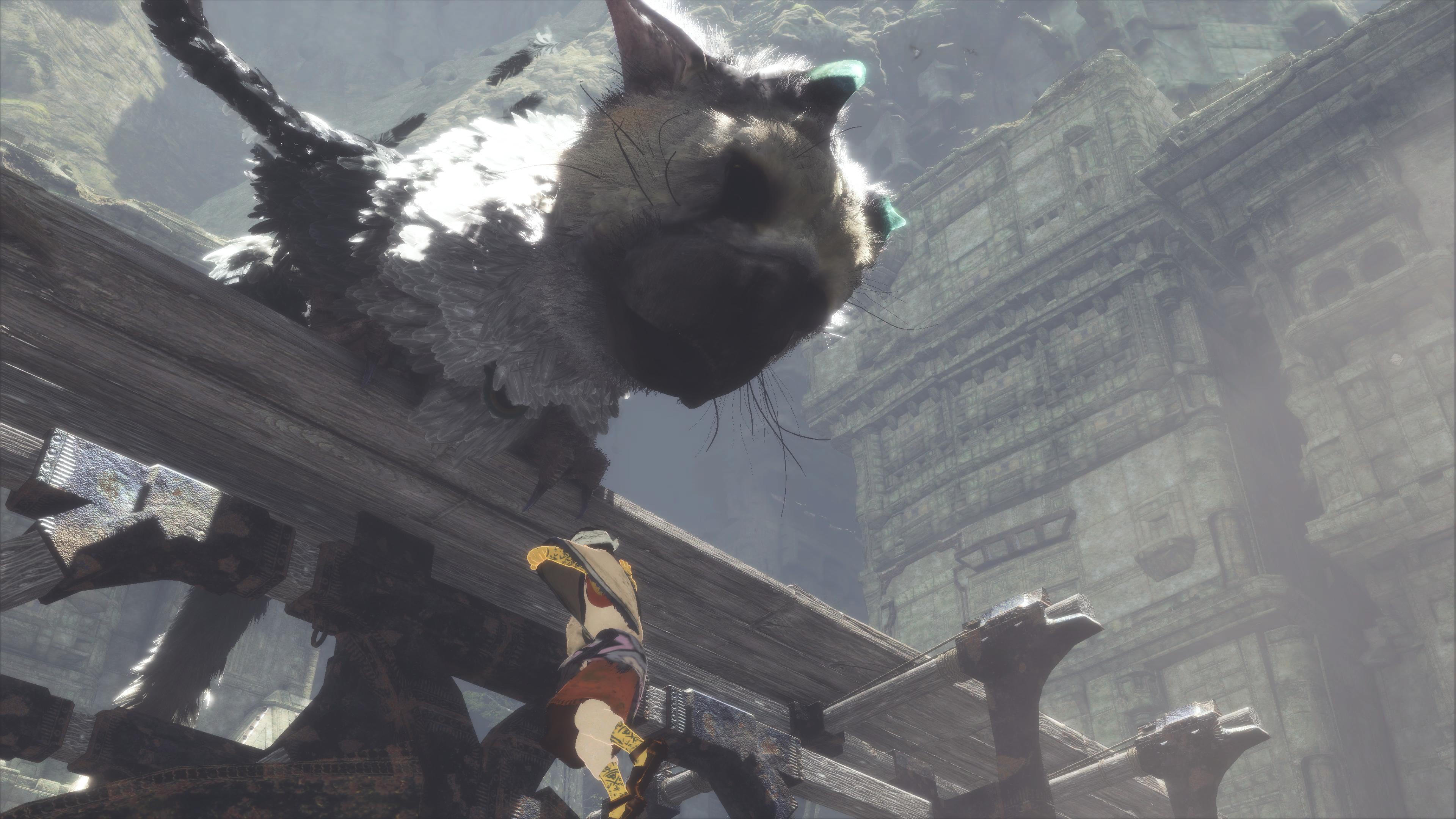 Trico trying to save boy